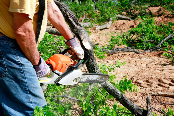 Reliable Waldo, AR Tree Removal Solutions